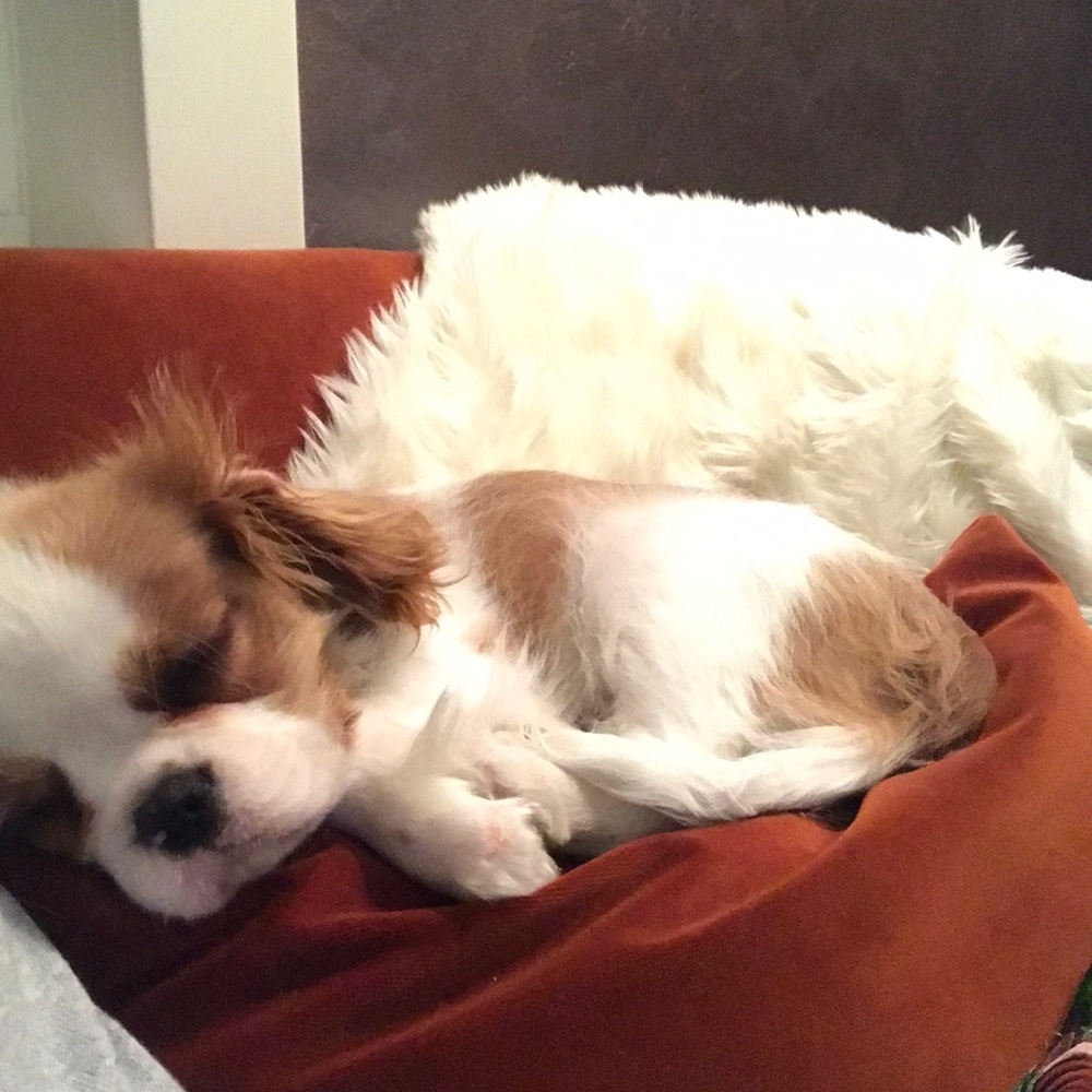 Meet your Posher, Morgan